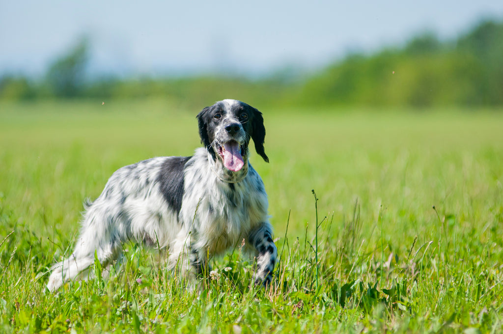 Hvorfor gi fôrtilskudd til hunden?